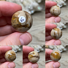 Bild in Galerie-Viewer laden, Petrified Wood 22mm Spheres
