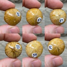 Bild in Galerie-Viewer laden, Sand Dollar Fossils