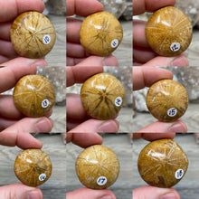 Bild in Galerie-Viewer laden, Sand Dollar Fossils