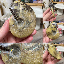 Bild in Galerie-Viewer laden, Ammonite Whole #08