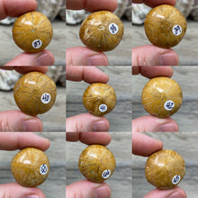 Bild in Galerie-Viewer laden, Sand Dollar Fossils