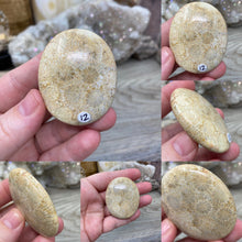 将图像加载到图库查看器中,<transcy>化石珊瑚棕榈石 #01</transcy>
