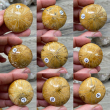 Bild in Galerie-Viewer laden, Sand Dollar Fossils