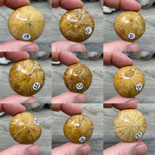 Bild in Galerie-Viewer laden, Sand Dollar Fossils