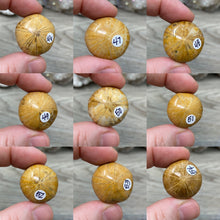 Bild in Galerie-Viewer laden, Sand Dollar Fossils