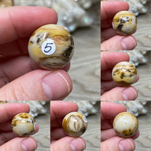 Bild in Galerie-Viewer laden, Petrified Wood 22mm Spheres
