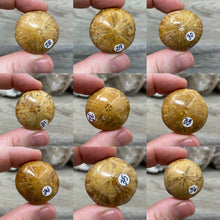 Bild in Galerie-Viewer laden, Sand Dollar Fossils