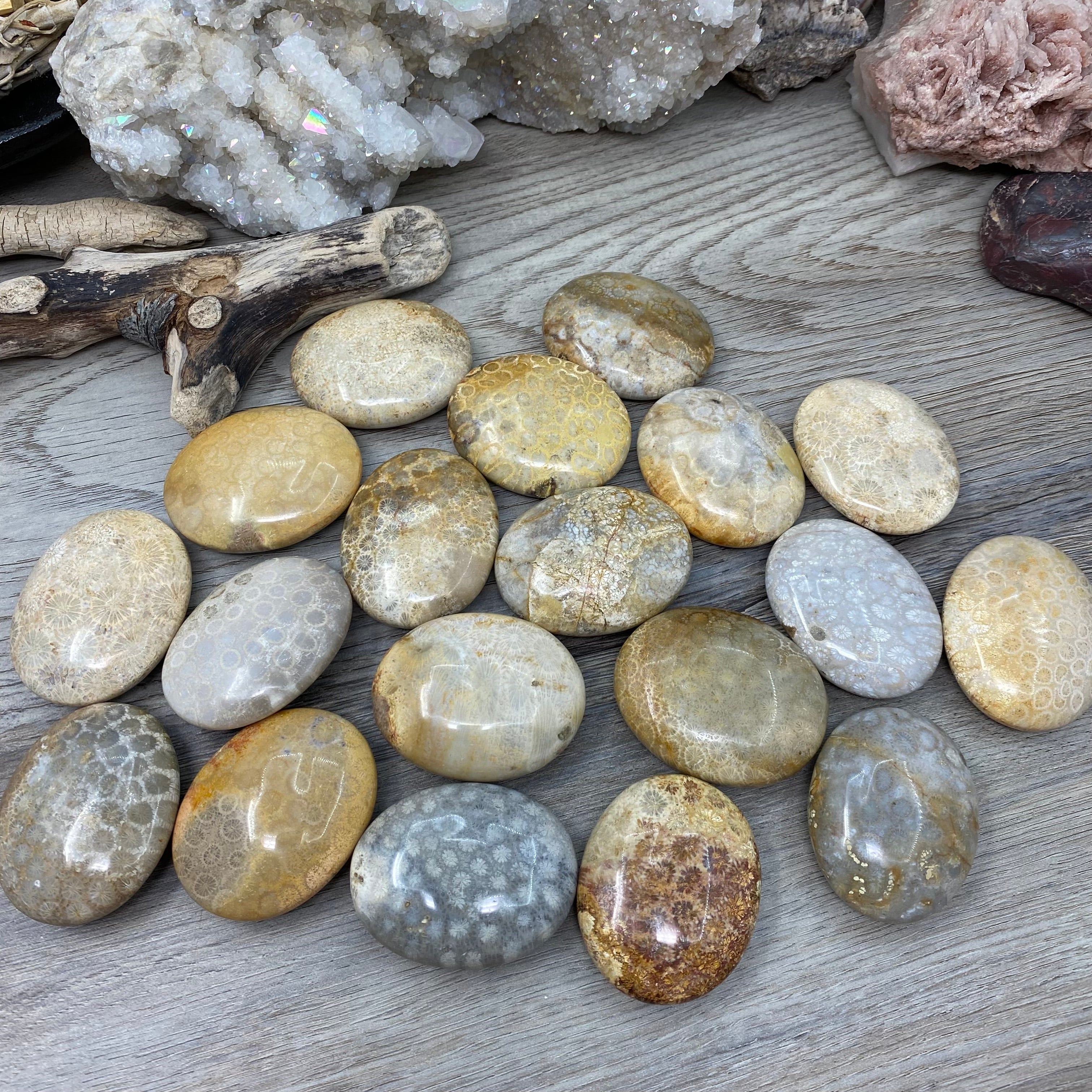 化石珊瑚棕榈石#01 – Lunula Crystal Dreams