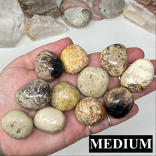 Bild in Galerie-Viewer laden, Fossilized Palm Root Tumbles