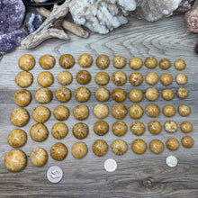Bild in Galerie-Viewer laden, Sand Dollar Fossils