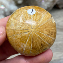 Bild in Galerie-Viewer laden, Sand Dollar Fossils