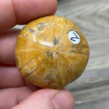 Bild in Galerie-Viewer laden, Sand Dollar Fossils