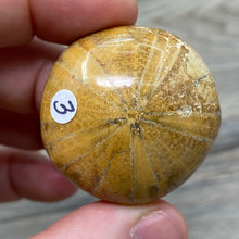 Bild in Galerie-Viewer laden, Sand Dollar Fossils