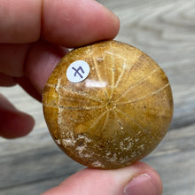 Bild in Galerie-Viewer laden, Sand Dollar Fossils