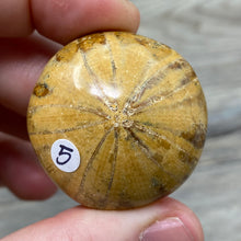 Bild in Galerie-Viewer laden, Sand Dollar Fossils