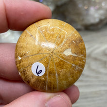 Bild in Galerie-Viewer laden, Sand Dollar Fossils