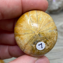 Bild in Galerie-Viewer laden, Sand Dollar Fossils