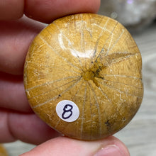 Bild in Galerie-Viewer laden, Sand Dollar Fossils