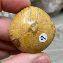 Bild in Galerie-Viewer laden, Sand Dollar Fossils