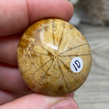 Bild in Galerie-Viewer laden, Sand Dollar Fossils