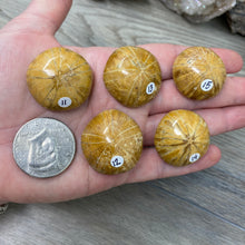 Bild in Galerie-Viewer laden, Sand Dollar Fossils