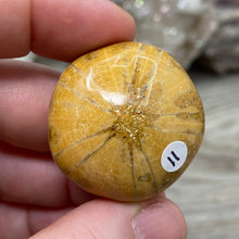 Bild in Galerie-Viewer laden, Sand Dollar Fossils