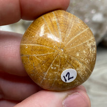 Bild in Galerie-Viewer laden, Sand Dollar Fossils