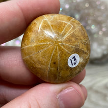 Bild in Galerie-Viewer laden, Sand Dollar Fossils