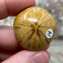 Bild in Galerie-Viewer laden, Sand Dollar Fossils