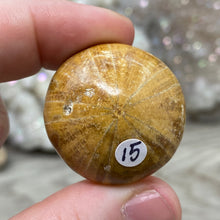 Bild in Galerie-Viewer laden, Sand Dollar Fossils