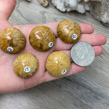 Bild in Galerie-Viewer laden, Sand Dollar Fossils