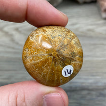 Bild in Galerie-Viewer laden, Sand Dollar Fossils