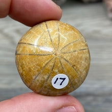Bild in Galerie-Viewer laden, Sand Dollar Fossils
