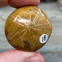 Bild in Galerie-Viewer laden, Sand Dollar Fossils