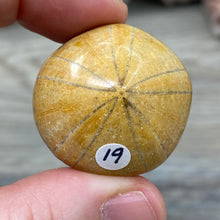 Bild in Galerie-Viewer laden, Sand Dollar Fossils