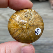 Bild in Galerie-Viewer laden, Sand Dollar Fossils
