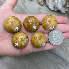 Bild in Galerie-Viewer laden, Sand Dollar Fossils
