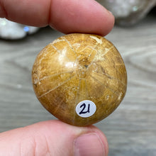 Bild in Galerie-Viewer laden, Sand Dollar Fossils