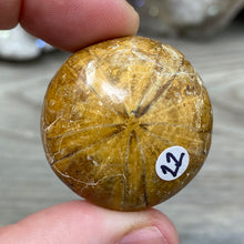 Bild in Galerie-Viewer laden, Sand Dollar Fossils