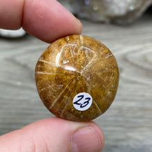 Bild in Galerie-Viewer laden, Sand Dollar Fossils