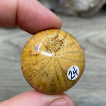 Bild in Galerie-Viewer laden, Sand Dollar Fossils