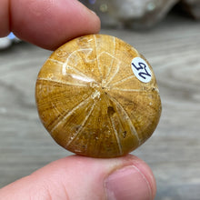 Bild in Galerie-Viewer laden, Sand Dollar Fossils