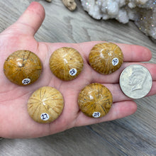 Bild in Galerie-Viewer laden, Sand Dollar Fossils