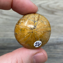Bild in Galerie-Viewer laden, Sand Dollar Fossils