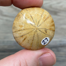 Bild in Galerie-Viewer laden, Sand Dollar Fossils