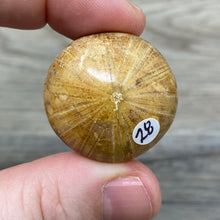 Bild in Galerie-Viewer laden, Sand Dollar Fossils