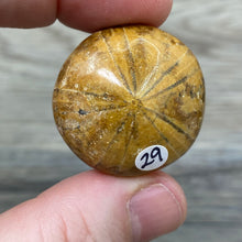 Bild in Galerie-Viewer laden, Sand Dollar Fossils