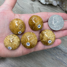 Bild in Galerie-Viewer laden, Sand Dollar Fossils