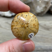 Bild in Galerie-Viewer laden, Sand Dollar Fossils