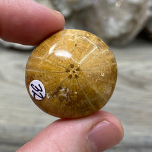 Bild in Galerie-Viewer laden, Sand Dollar Fossils